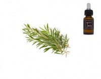 eo teatree1